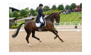 Ruxton Bridet Jones bred by Ruxton Horses and produced by Melanie Phillips. Photo by Sally Newcomb
