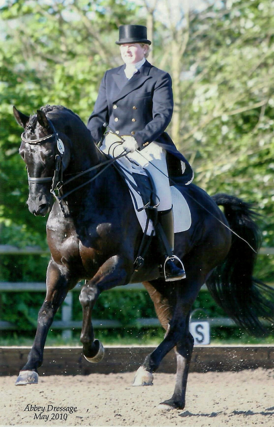 sonny at abbey dressage